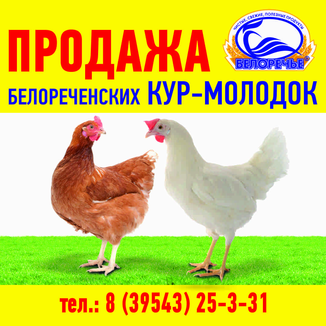 Куры Купить В Волгограде Области