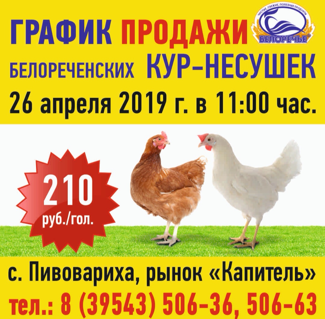 Купить несушек в брянске