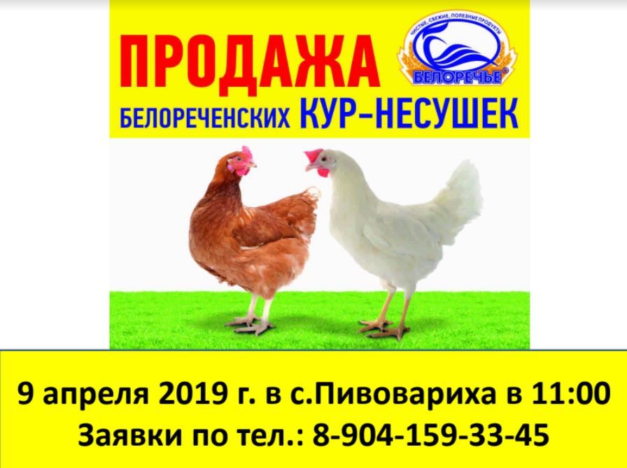 Объявление о продаже цыплят образец