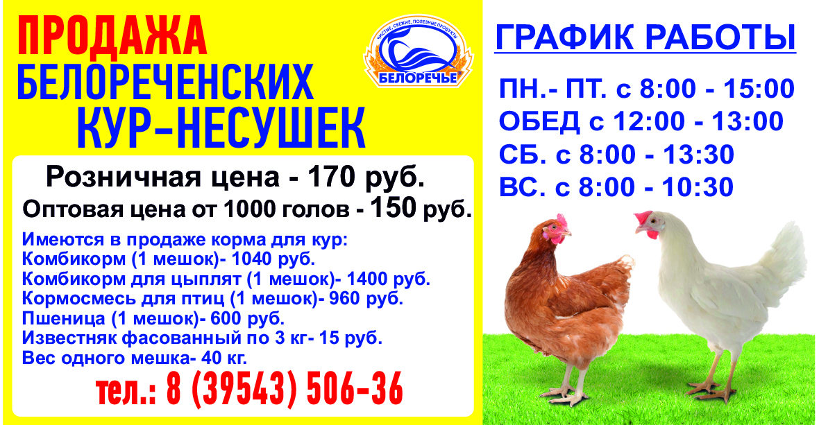 Объявление о продаже цыплят образец